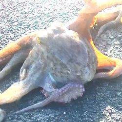 焼津港で良型のタコとカマス